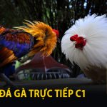 Đá Gà Trực Tiếp C1