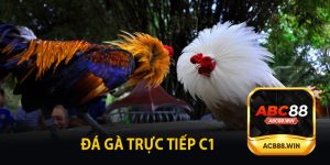 Đá Gà Trực Tiếp C1